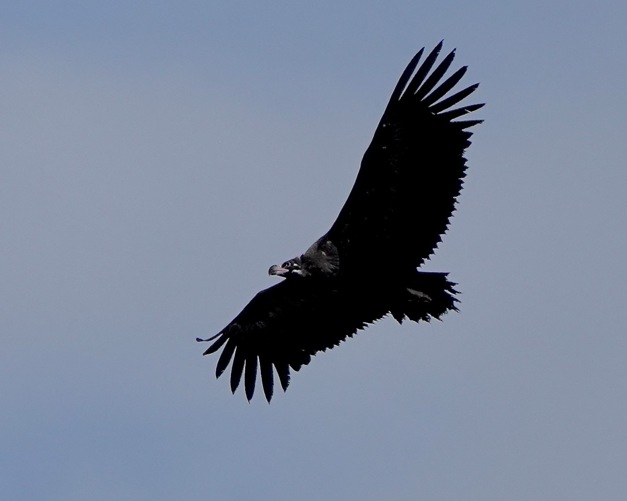 black vulture